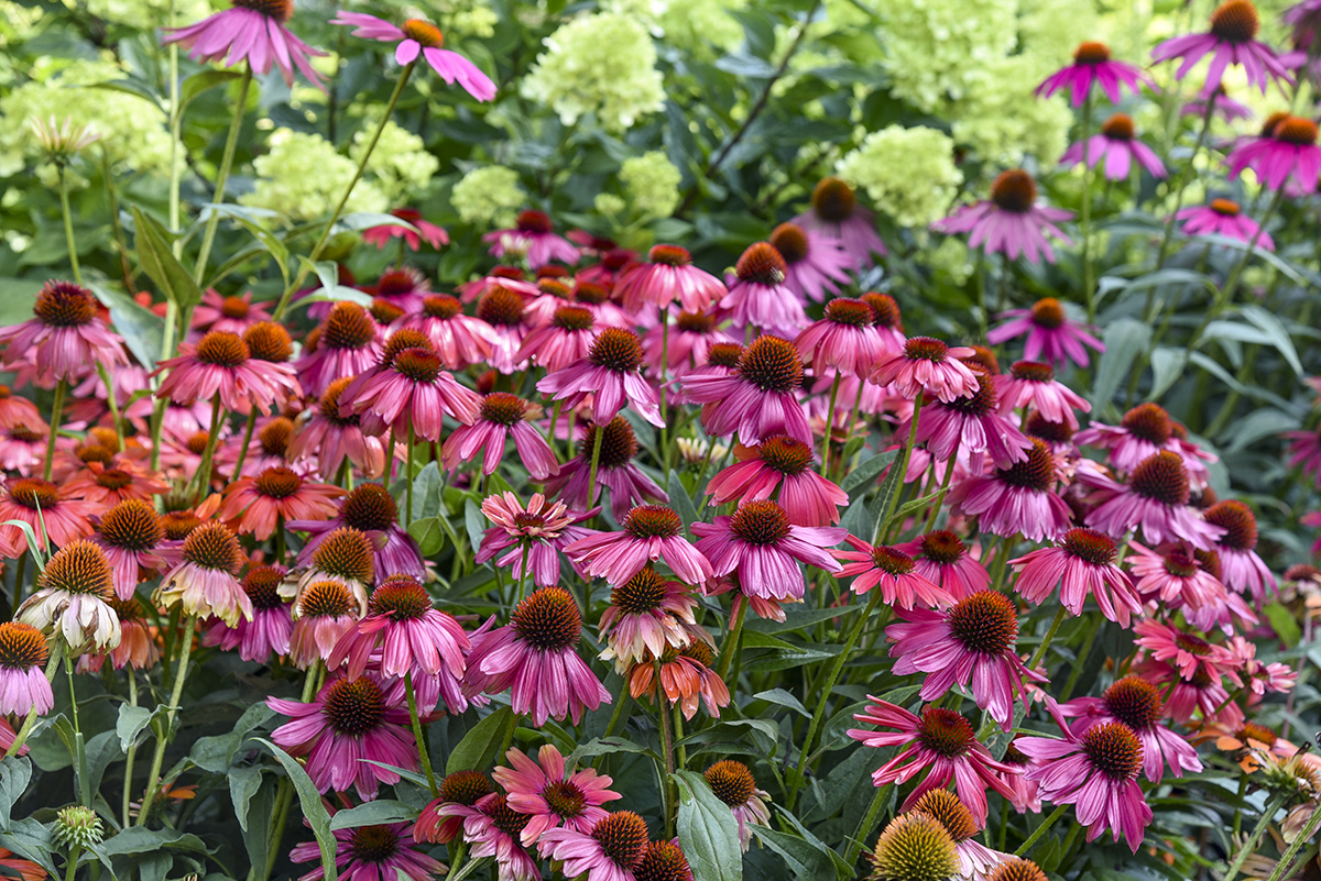 Coneflower